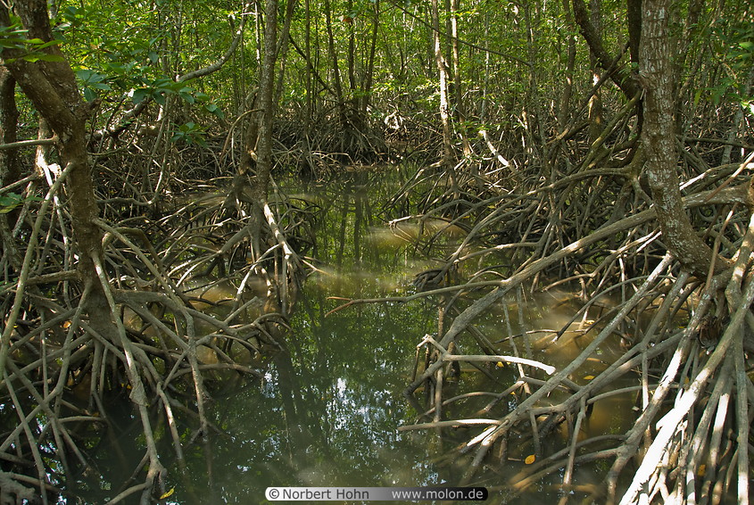 19 Mangrove woods in Ban Salak Khok