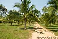 06 Coconut palm plantation