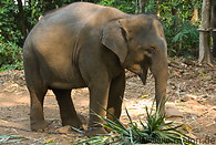 16 Elephant resort