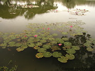 68  Lotus flowers