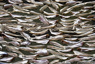 10 Fish drying in the sun