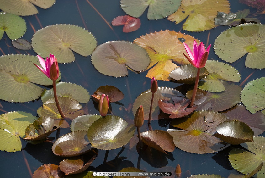 11 Pond with lotus flowers