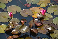 11 Pond with lotus flowers