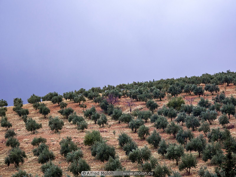 15 Olive trees