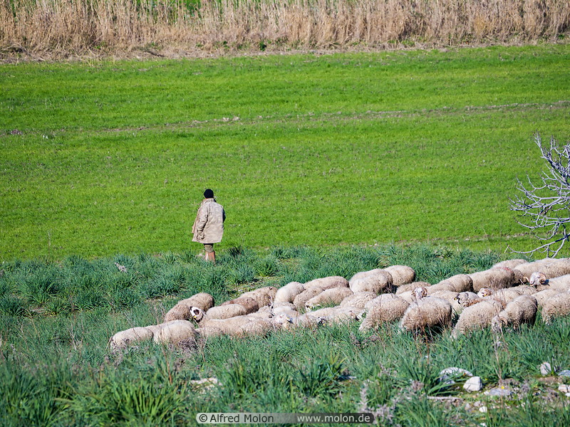 18 Shepherd with sheep herd