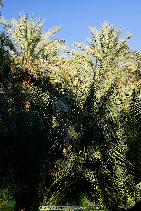 13 Date palm oasis