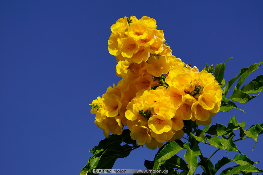 22 Yellow flowers