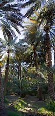 11 Date palm oasis