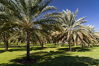 13 Date palms on meadow