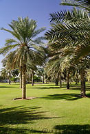 14 Date palms on meadow