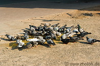 07 Pigeons feeding on grain