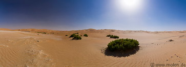 10 Desert vegetation and sand dunes