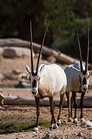01 Arabian Oryx