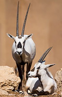 04 Arabian Oryx