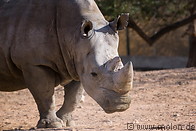 11 Rhino