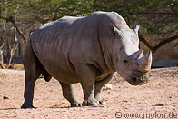 12 Rhinoceros