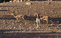 16 Arabian mountain gazelles