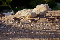 17 Arabian mountain gazelles