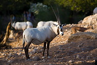 18 Arabian Oryx