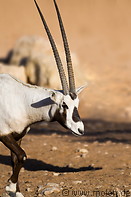 22 Arabian Oryx
