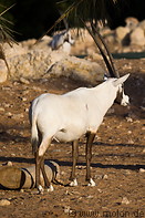 24 Arabian Oryx