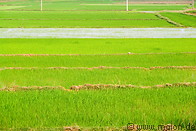 03 Rice fields