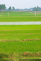 04 Rice fields