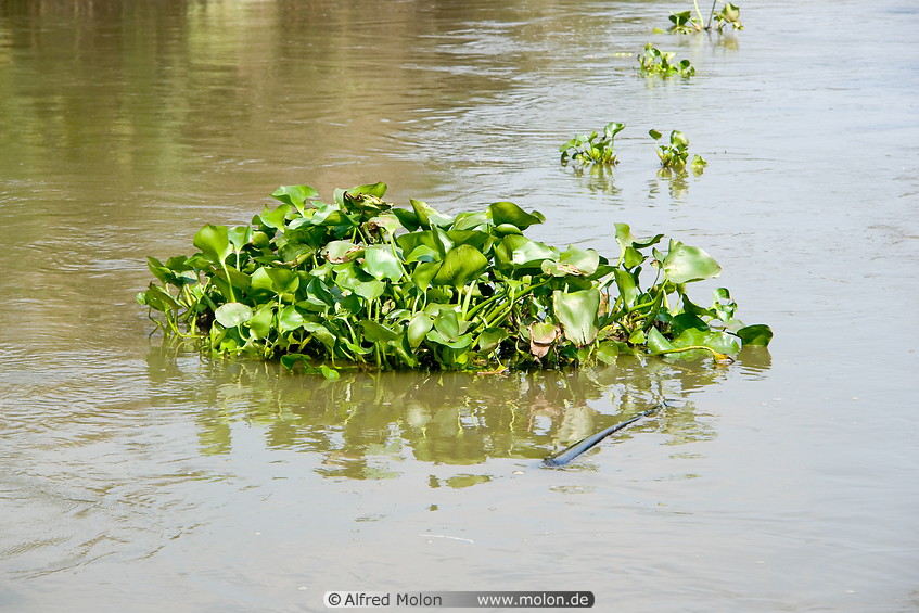 07 Water hyacinth floating in canal