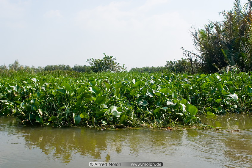10 Water hyacinth floating in canal
