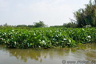 10 Water hyacinth floating in canal